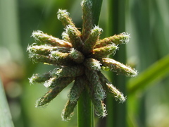 Schoenoplectiella mucronata