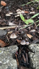 Mycena leptocephala