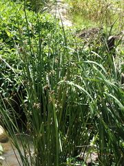 Schoenoplectiella mucronata