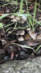 Mycena leptocephala
