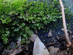 Rhynchostegium serrulatum