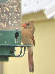 Cardinalis cardinalis