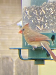 Cardinalis cardinalis