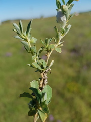 Atriplex muelleri