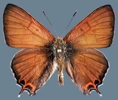 Tharsalea arota schellbachi