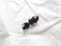 Clivina vagans