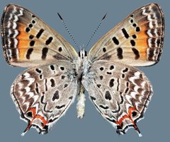 Tharsalea arota schellbachi