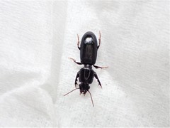 Clivina vagans
