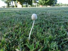 Conocybe apala