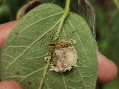 Peucetia rubrolineata