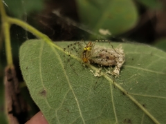 Peucetia rubrolineata