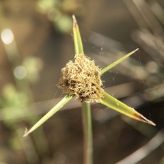 Cyperus gymnocaulos