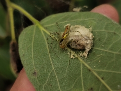 Peucetia rubrolineata