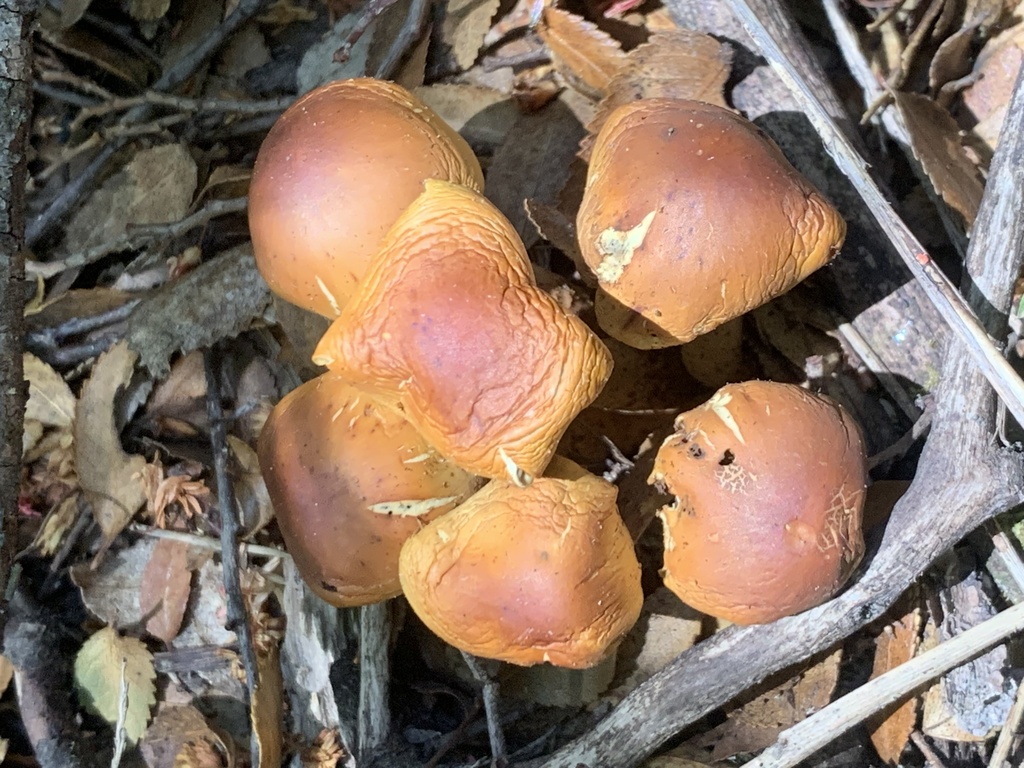 Hypholoma frowardii · December 2021 · photo: © carancho (iNaturalist, cc-by)