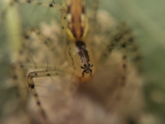 Peucetia rubrolineata