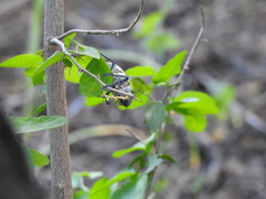 Lampetis dilaticollis