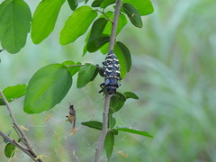 Lampetis dilaticollis