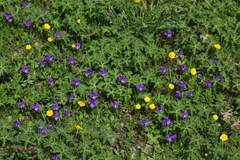 Viola oreades