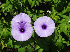 Ipomoea cairica