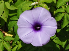 Ipomoea cairica