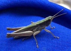 Dichromorpha prominula