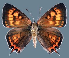 Tharsalea arota schellbachi