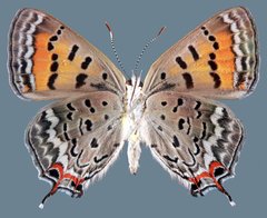 Tharsalea arota schellbachi