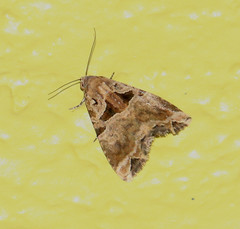 Cobubatha metaspilaris