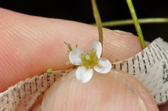 Cardamine forsteri