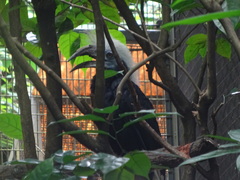 Berenicornis comatus