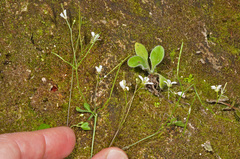 Cardamine forsteri