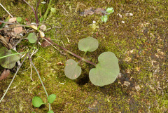Cardamine forsteri