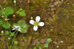 Cardamine forsteri