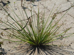 Fimbristylis littoralis