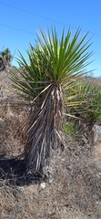 Yucca periculosa