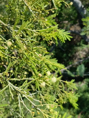 Acacia deanei