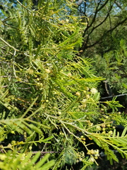 Acacia deanei