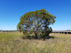 Acacia neriifolia