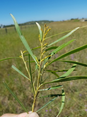 Acacia neriifolia