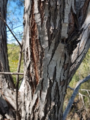 Acacia neriifolia
