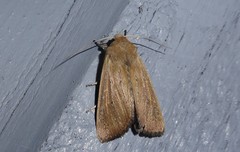 Ichneutica blenheimensis