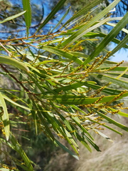 Acacia neriifolia
