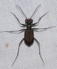 Myriochila semicincta