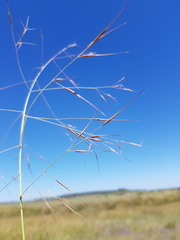 Aristida leptopoda
