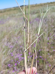 Aristida leptopoda