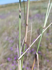 Aristida leptopoda