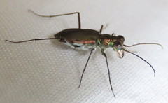 Myriochila semicincta