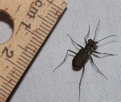 Myriochila semicincta