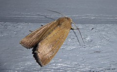 Ichneutica blenheimensis