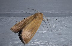 Ichneutica blenheimensis